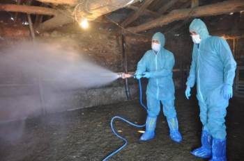 Hayvancılık İşletmelerinde Temizlik Ve Dezenfeksiyon Çalışması
