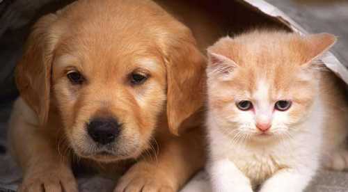 HAYVANINIZ KARAKTERİNİZİ ELE VERİYOR