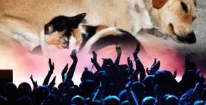 Hayvanlara özel konser