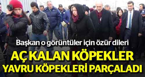 Hayvanseverleri ayağa kaldıran korkunç görüntü!