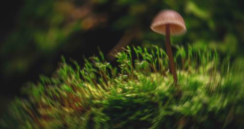 Hepsi Eskişehir'de bulundu: Çeşit çeşit, rengarenk...