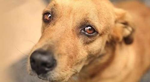 Herkes ayağa kalktı: Vicdansızlık yapmayın!