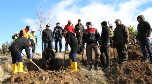 Heyelan bölgesine 3 bin 200 fidan dikildi