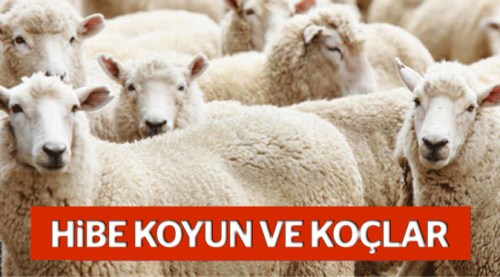 Hibe koyun ve koçlar teslim edildi