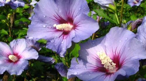 Hibiskus Çayıyla Tansiyonu Düşürün! İşte Doğru Hazırlama ve Günlük Tüketim Miktarı