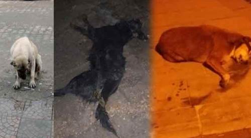 Hiç mi vicdanınız sızlamadı? Eskişehir'de çok sayıda köpek öldürüldü...