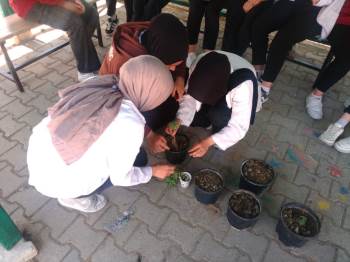 Hisarcık Anadolu Lisesinde Altın Çilek Dikimi Yapıldı
