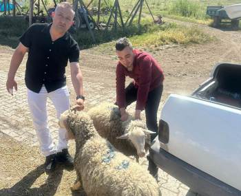 Hisarcık Dereköy’De Kurban Kesemeyen 18 Aileye Hayırseverlerden Kurban Bağışı
