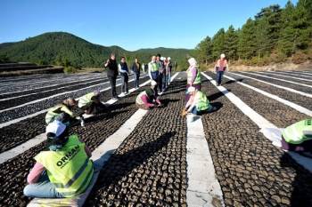 Hisarcık Orman Fidanlığı’Nda 700 Bin Fidan Yetiştirildi
