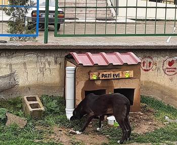 Hisarcık Şehitler Ortaokulu’Nda “Pati Evi” Projesi
