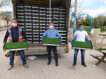 Hisarcık’Ta 19 Çiftçiye 250 Bin Ada Çayı Fidesi Dağıtıldı
