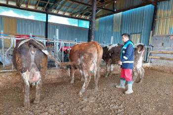 Hisarcık’Ta 5 Bin 500 Büyükbaş Hayvana Şap Aşısı Yapılacak
