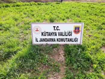 Hisarcık’Ta 60 Bin Kök Kaçak Ekilmiş Haşhaş Bitkisi Ele Geçirildi
