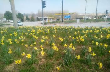 Hisarcık’Ta Çiçek Açan Lalelerin Doyumsuz Güzelliği
