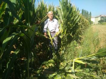 Hisarcık’Ta Domuzlar Mısır Tarlalarına Zarar Veriyor
