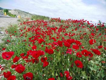Hisarcık’Ta Gelincik Çiçeklerinden Görsel Şölen
