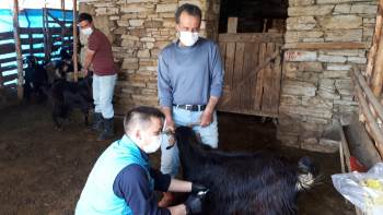 Hisarcık’Ta Koyun Ve Keçilere Veba Aşısı
