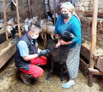 Hisarcık’Ta Küçükbaş Hayvanlara Veba Ve Brucella Aşısı
