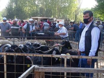 Hisarcık’Ta Kurbanlık Satışları Durgun
