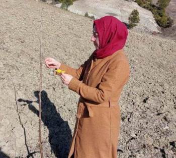 Hisarcık’Ta Meyve Bahçelerinde Sertifikalı Fidan Kontrolleri
