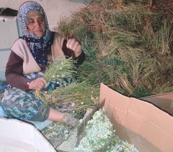 Hisarcık’Ta Papatya Ailelerin Gelir Kaynağı Oldu
