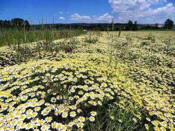 Hisarcık’Ta Papatyalar Tarlaları Süsledi
