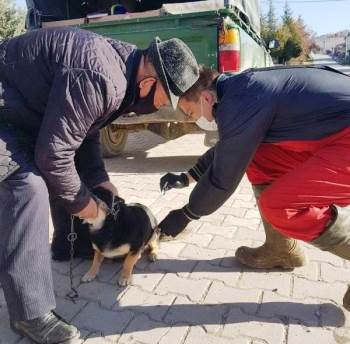 Hisarcık’Ta Sahipli Kedi Ve Köpeklere Kuduz Aşısı Yapılıyor
