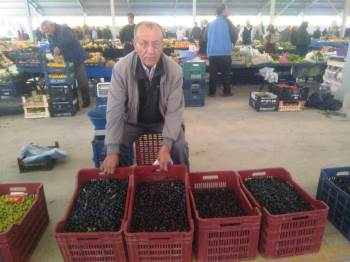 Hisarcık’Ta Salamura Zeytin Yapımı Yaygınlaştı
