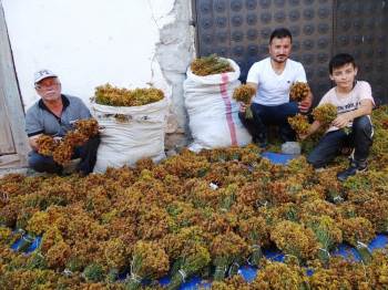 Hisarcık’Ta Sarı Kantaron Otu Köylülerin Gelir Kaynağı Oldu