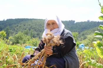 Hisarcık’Ta Sarımsak Hasadı Başladı

