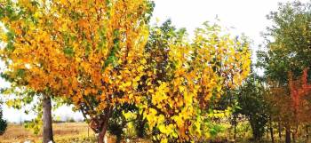 Hisarcık’Ta Sonbahar Güzelliği
