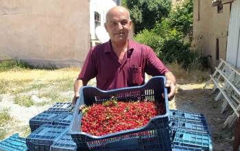 Hisarcık’Ta Vişne Alımlarına Başlandı
