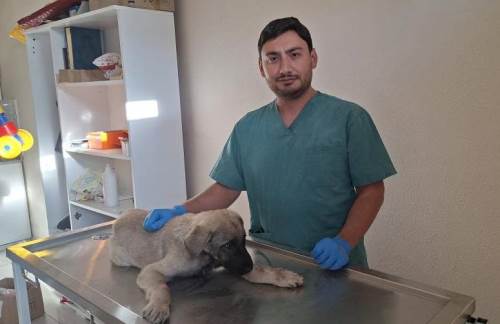 Hisarcık’ta yaralanan sokak köpeğine belediye sahip çıktı