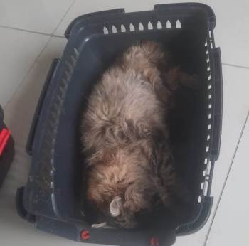 Hisarcık’Ta Yaralı Kediye Belediye Ekipleri Sahip Çıktı
