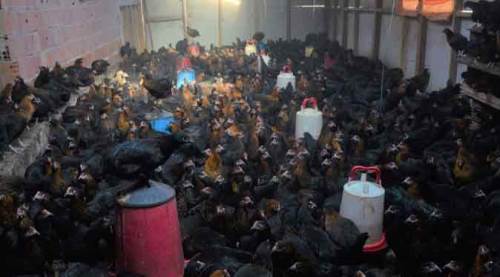 Hobi olarak başladığı işten kazandığı para dudak uçuklatıyor!