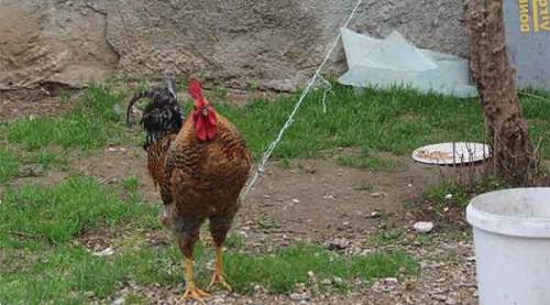 Horozu ağaca bağladılar çünkü...