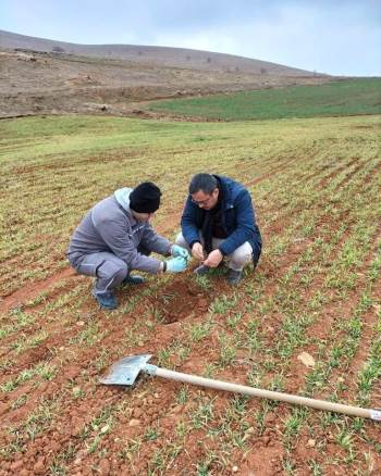 Hububat Ekili Alanlarda Kontroller Yapıldı
