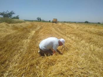 Hububat Hasadının Başlamasıyla Biçerdöverler Yönelik Denetimler Arttırıldı
