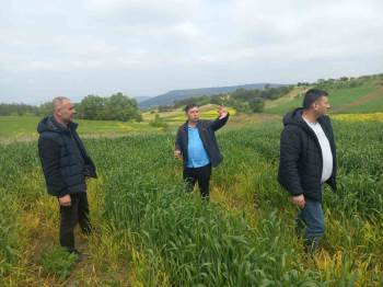 Hububat Hastalık Ve Zararlı Kontrolleri Gerçekleştirildi
