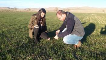 Hububatların Gelişim Durumu Kontrol Edildi
