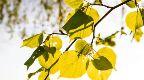 Ihlamur Güneşte mi Kurutulur?