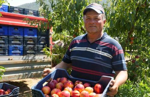 İhracat var, kazanç yok! Bilecik’te nektarin üreticisinin fiyat tepkisi