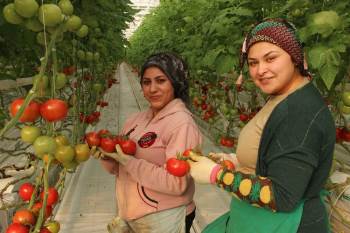 İhracatlık Domates Üreticinin Yüzünü Güldürdü
