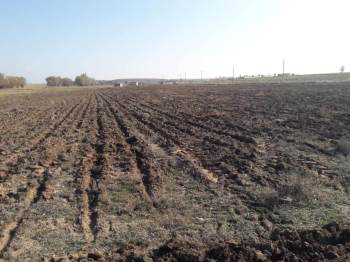 İhsaniye Belediyesi Lavanta Ekecek
