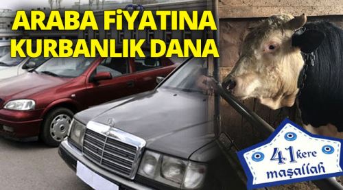 İkinci el araba fiyatına kurbanlık dana
