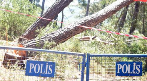 İktidar, orklar gibi ormana daldı