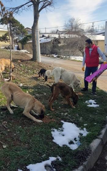 İl Özel İdaresi Ekipleri Doğaya Sokak Hayvanları İçin Mama Bırakıldı

