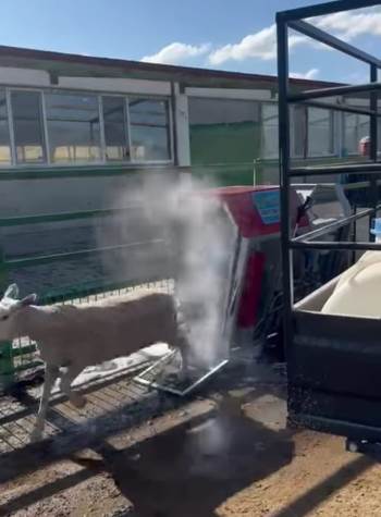 İlaçlanan Koyunların Sevimlilikleri Sosyal Medyada Büyük İlgi Gördü
