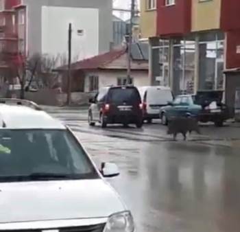 İlçe Merkezindeki Ekmek Fırınını Domuzlar Bastı
