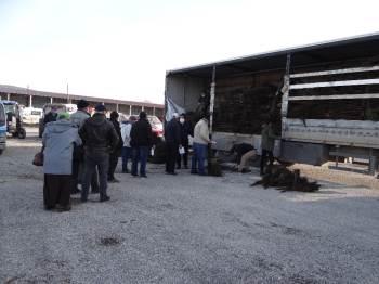 İlçe Nüfusunun İki Katından Fazla Ceviz Fidanı Dağıtıldı
